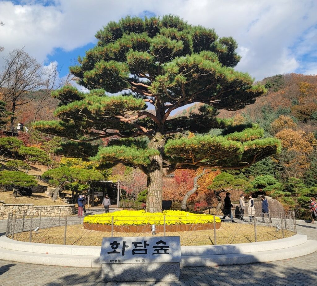 화담숲  메인소나무 사진