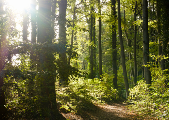 더빌리지캠핑장 산책로