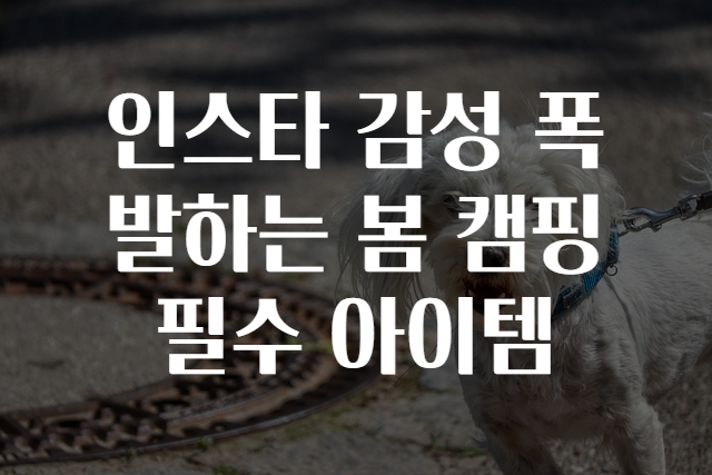 인스타 감성 폭발하는 봄 캠핑 필수 아이템