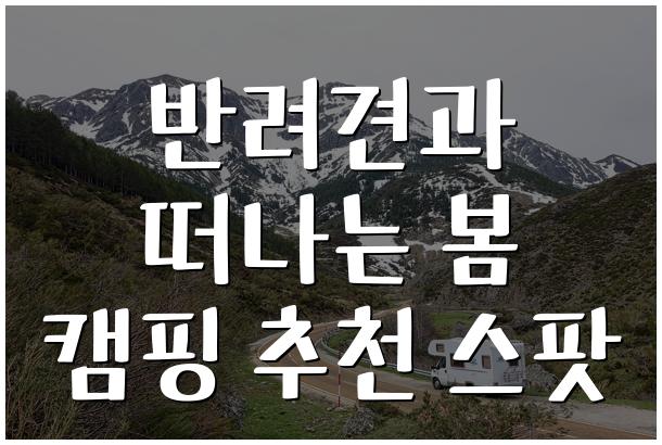 반려견과 떠나는 봄 캠핑 추천 스팟